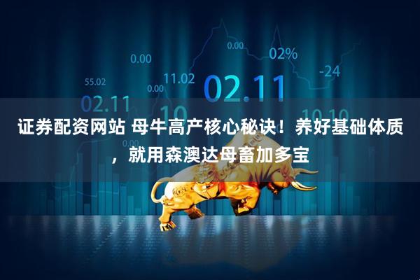 证券配资网站 母牛高产核心秘诀！养好基础体质，就用森澳达母畜加多宝